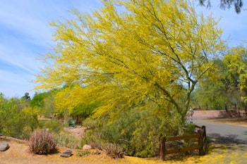 blue palo verde tree - cercidium floridum